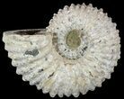 Bumpy Douvilleiceras Ammonite - Madagascar #53313-1